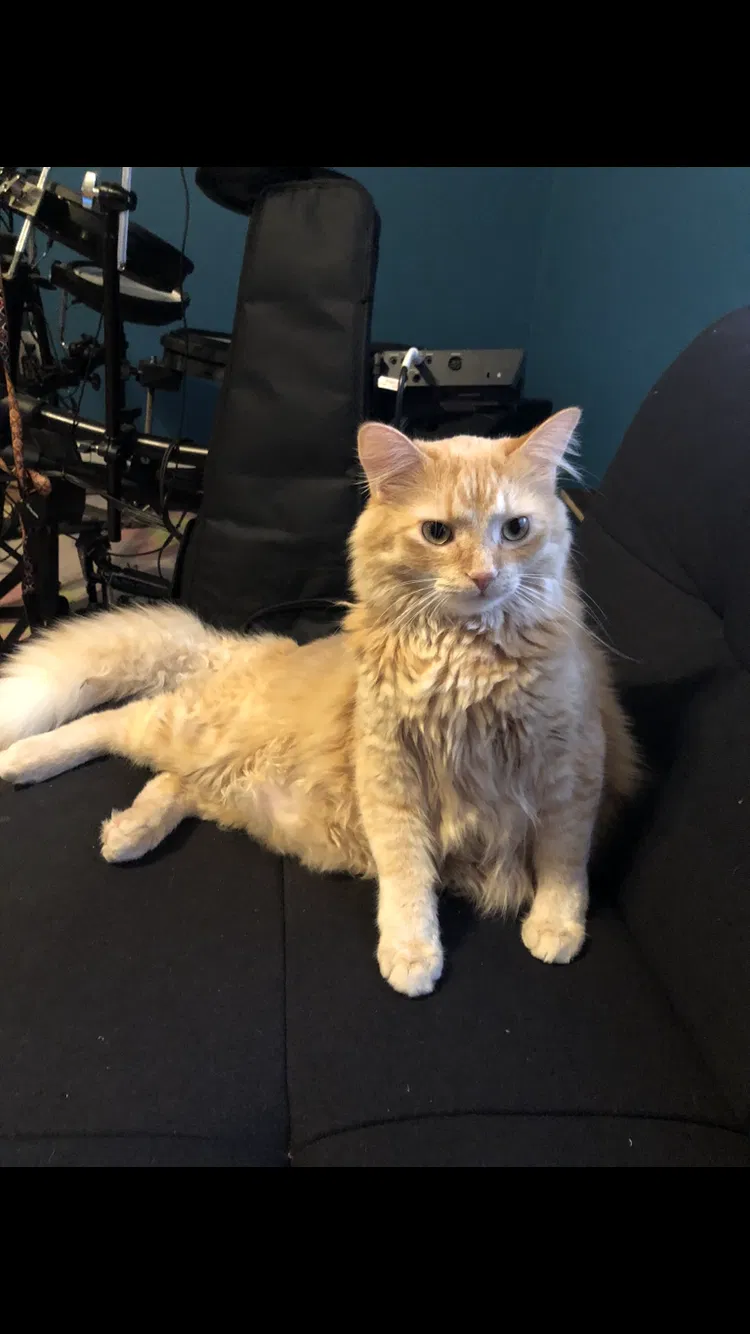 Lost cat in Huntersville, NC, 28078