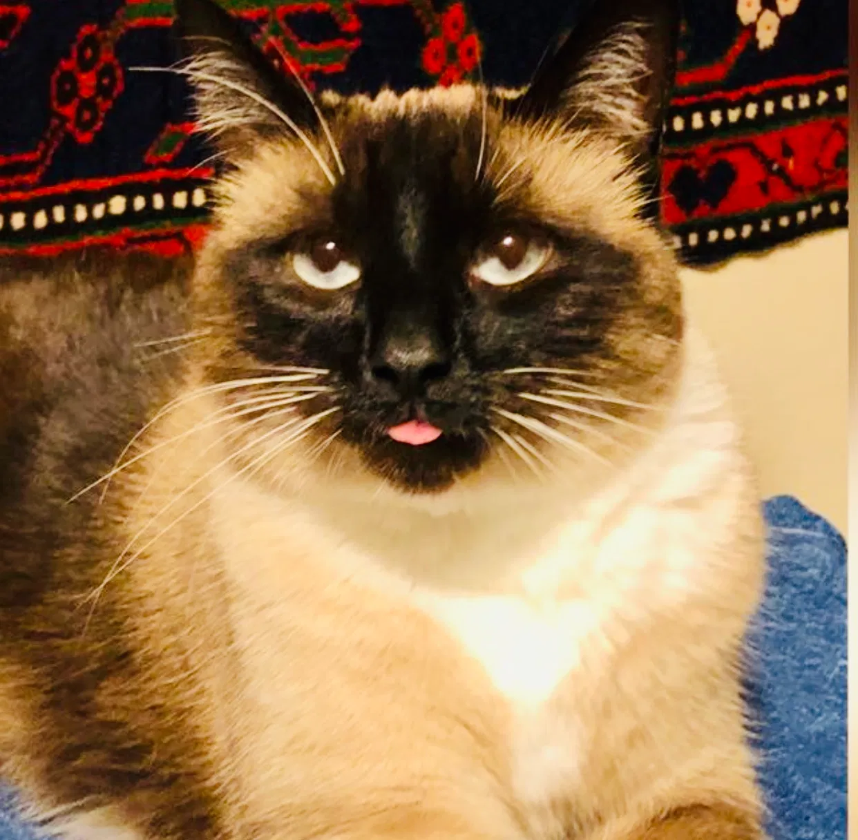 Lost cat in Navarre, FL, 32566