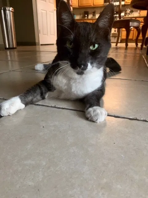 Lost cat in Glendale, AZ, 85308
