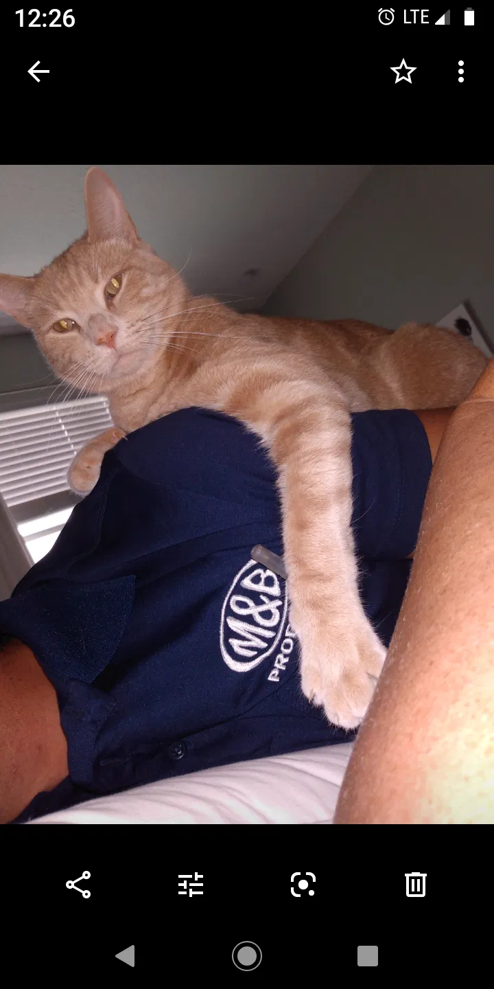 Lost cat in Wesley Chapel, FL, 33545