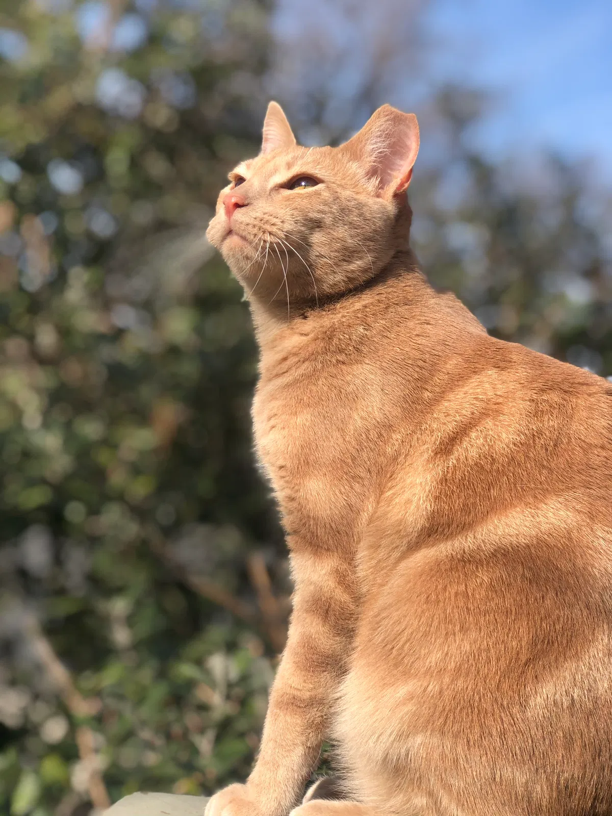 Lost cat in Walnut Creek, CA, 94597