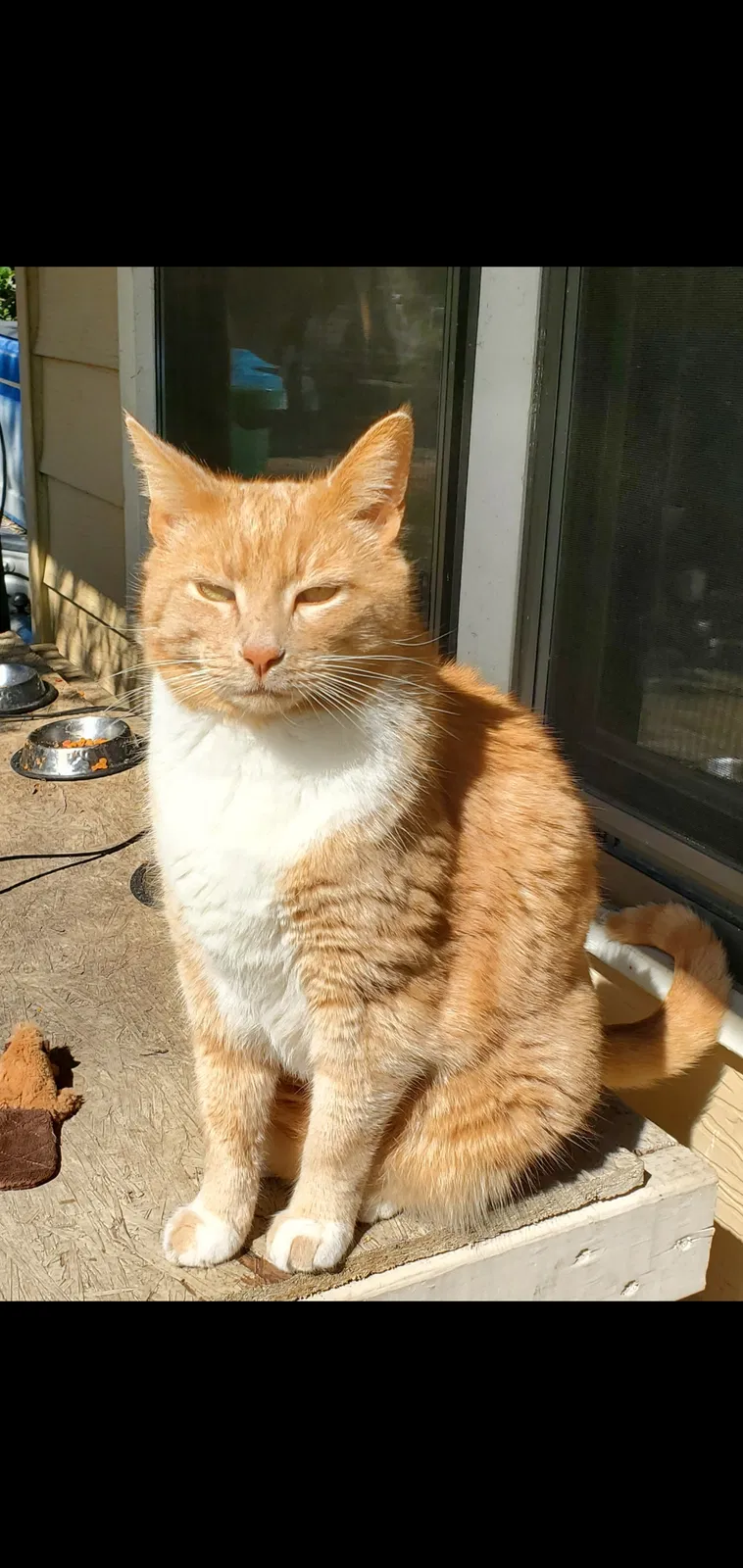 Lost cat in Gulfport, MS, 39507