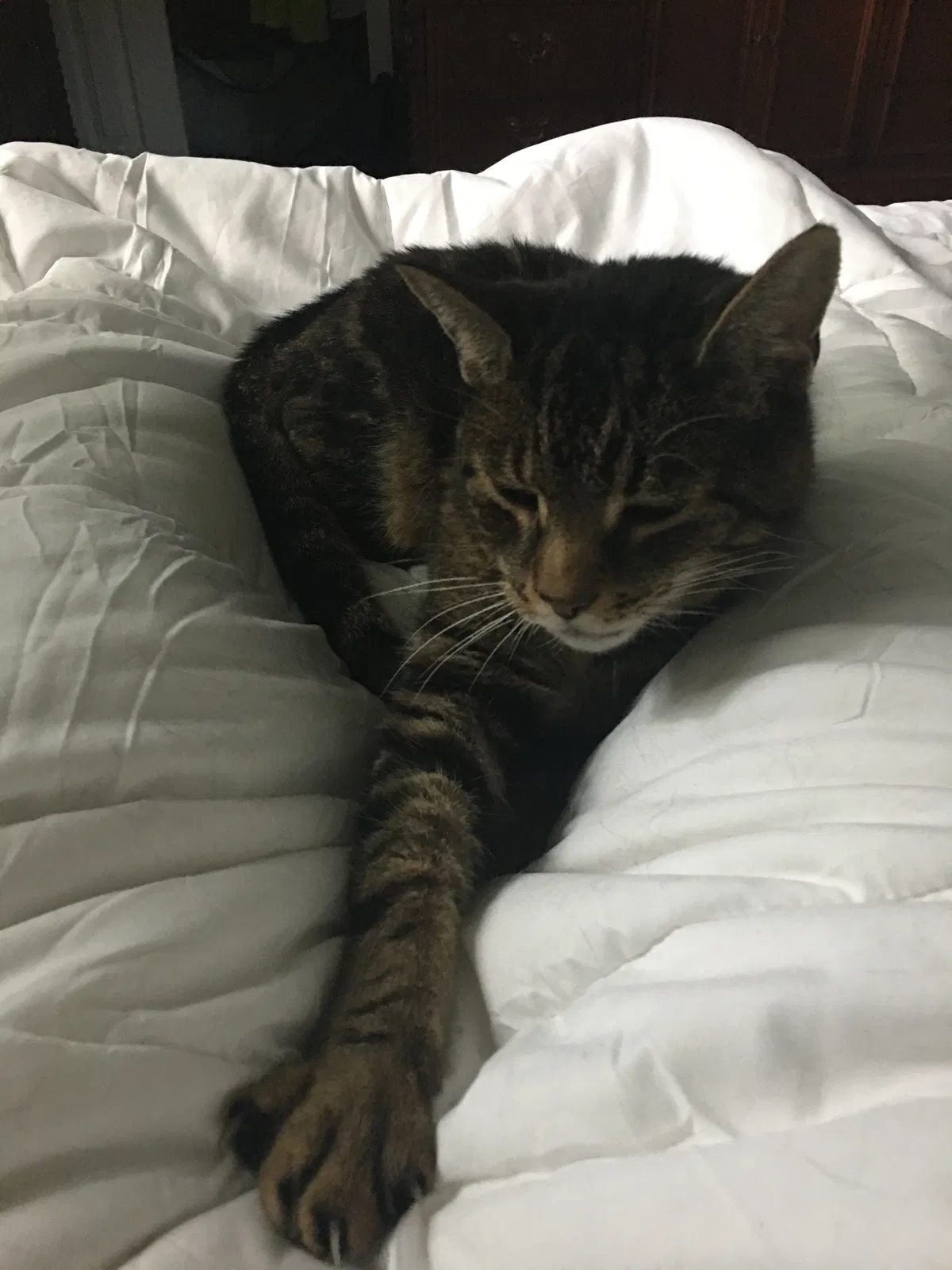 Lost cat in Feasterville Trevose, PA, 19053