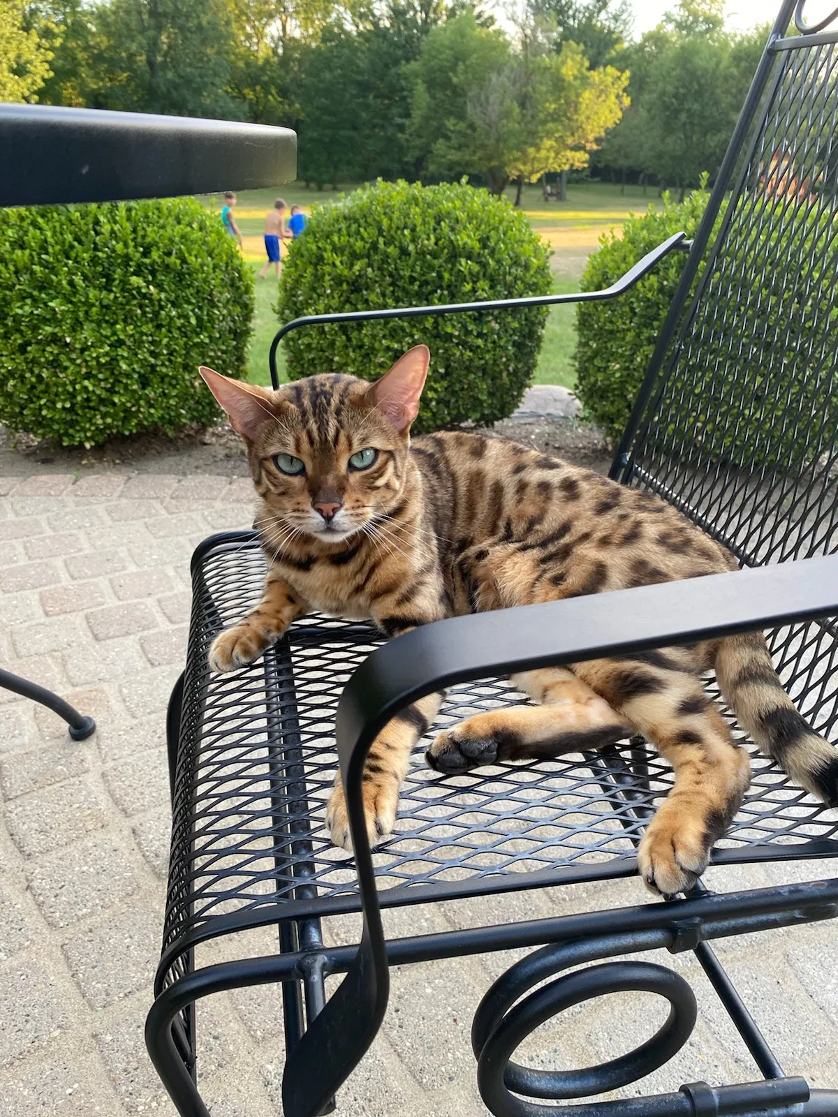 Lost cat in Macomb, MI, 48044