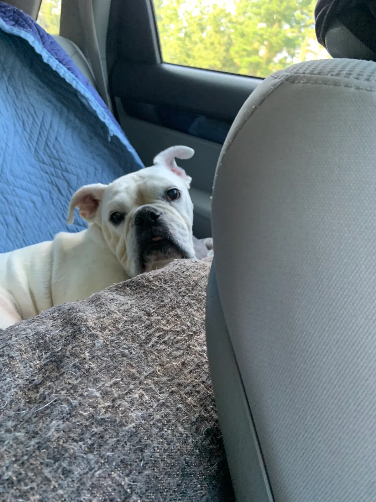 Lost dog in Wilmington, NC, 28411