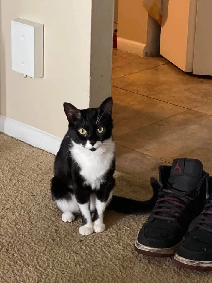 Lost cat in Euclid, OH, 44123