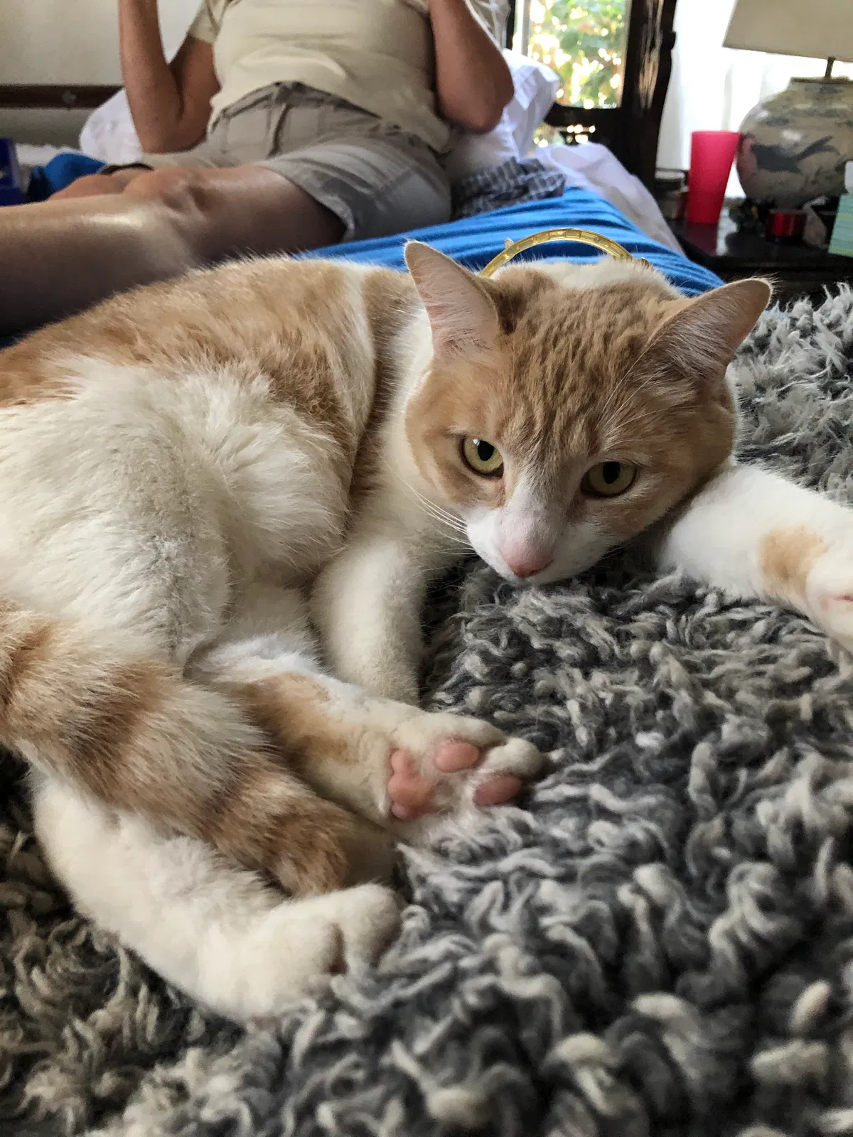 Lost cat in Dedham, MA, 2026