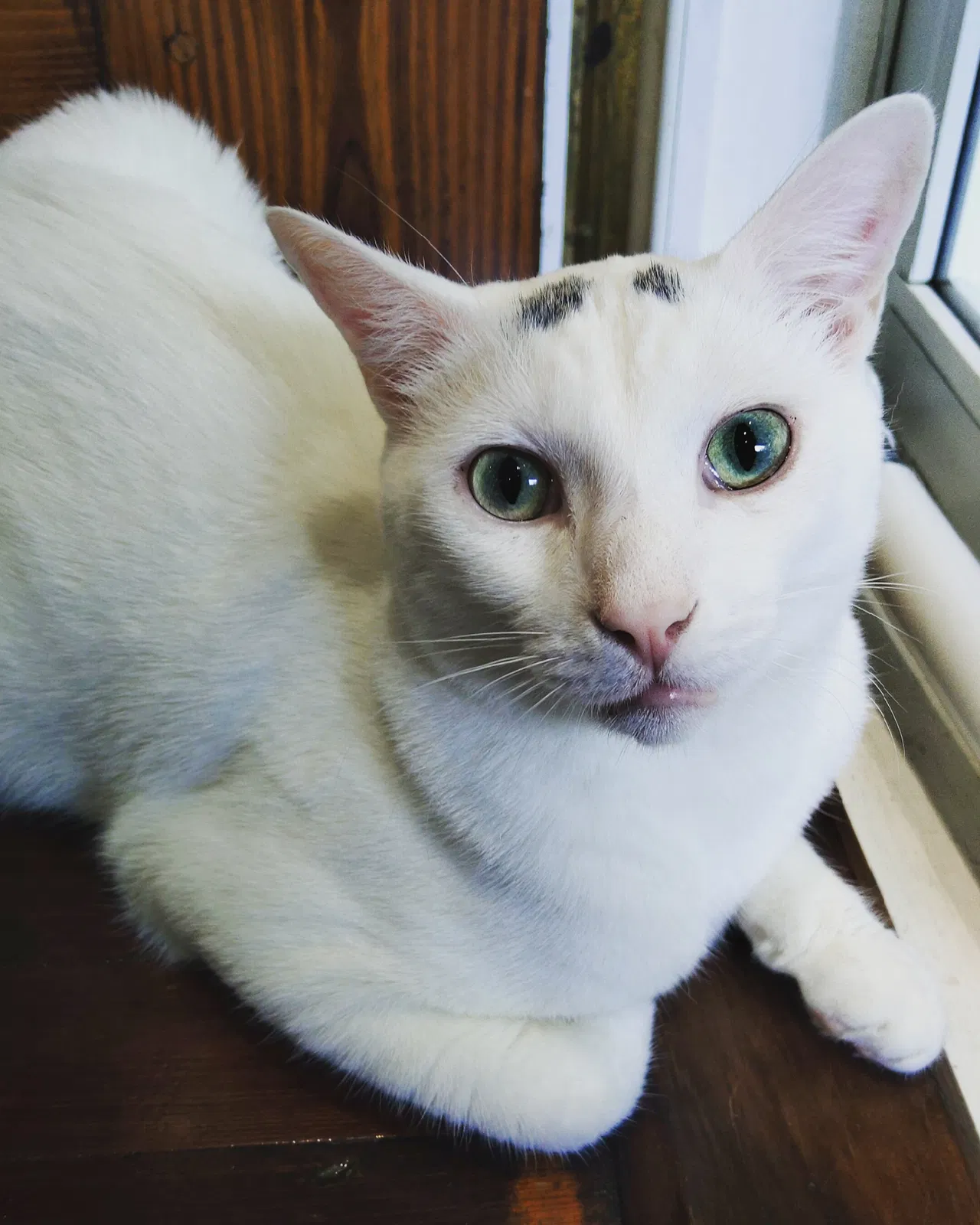 Lost cat in Shreveport, LA, 71104