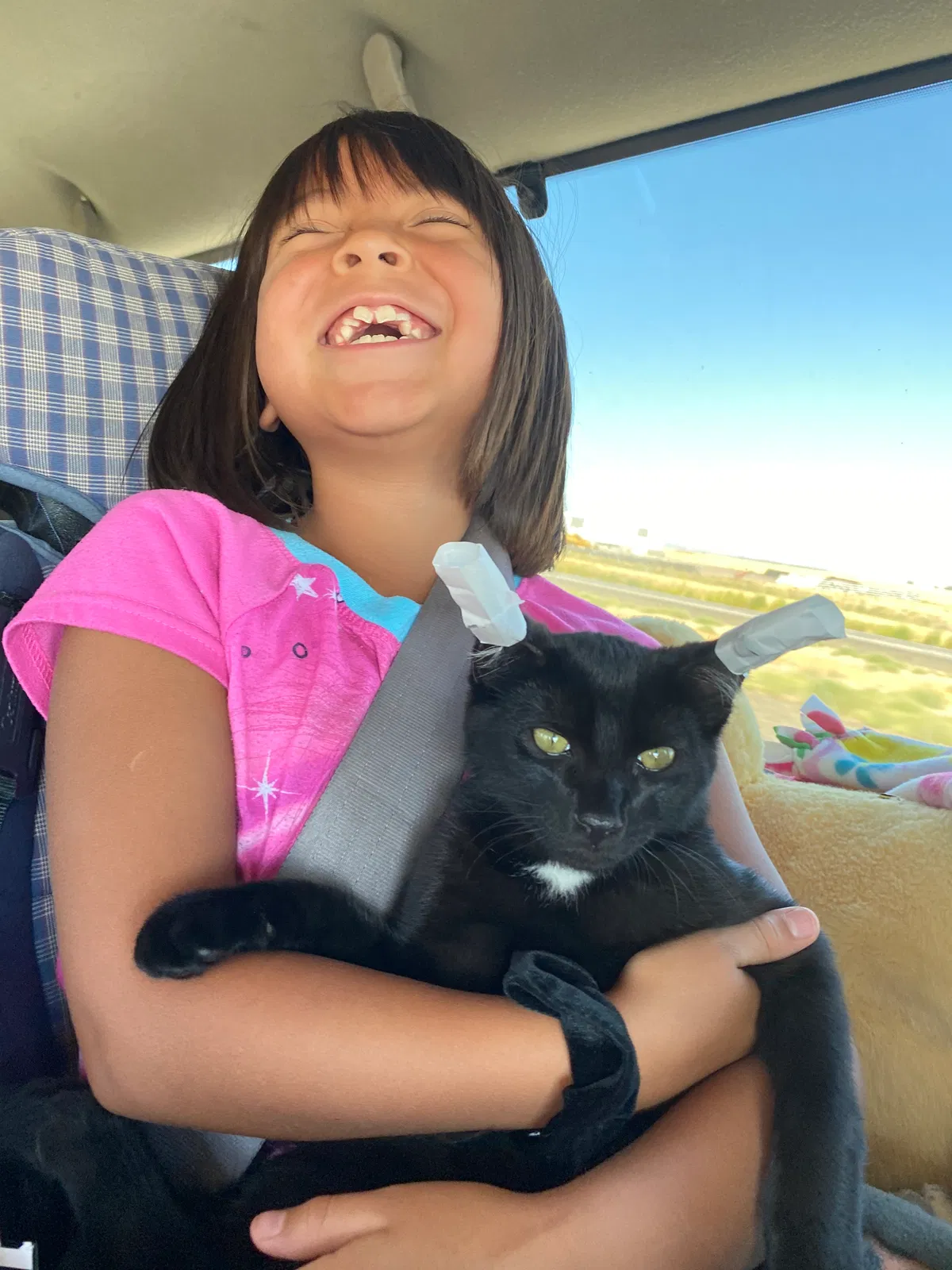 Lost cat in Detroit, MI, 48222