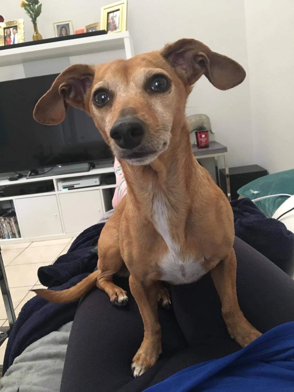 Lost dog in Naples, FL, 34110