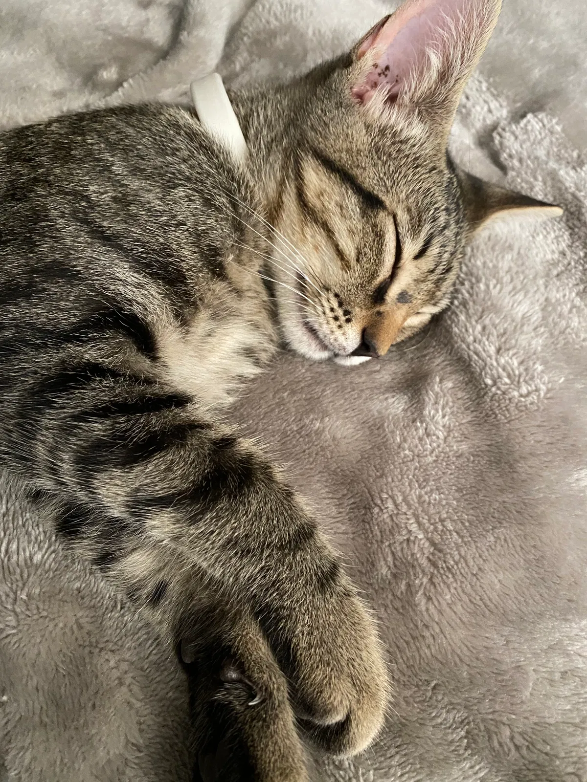 Lost cat in Odessa, TX, 79763