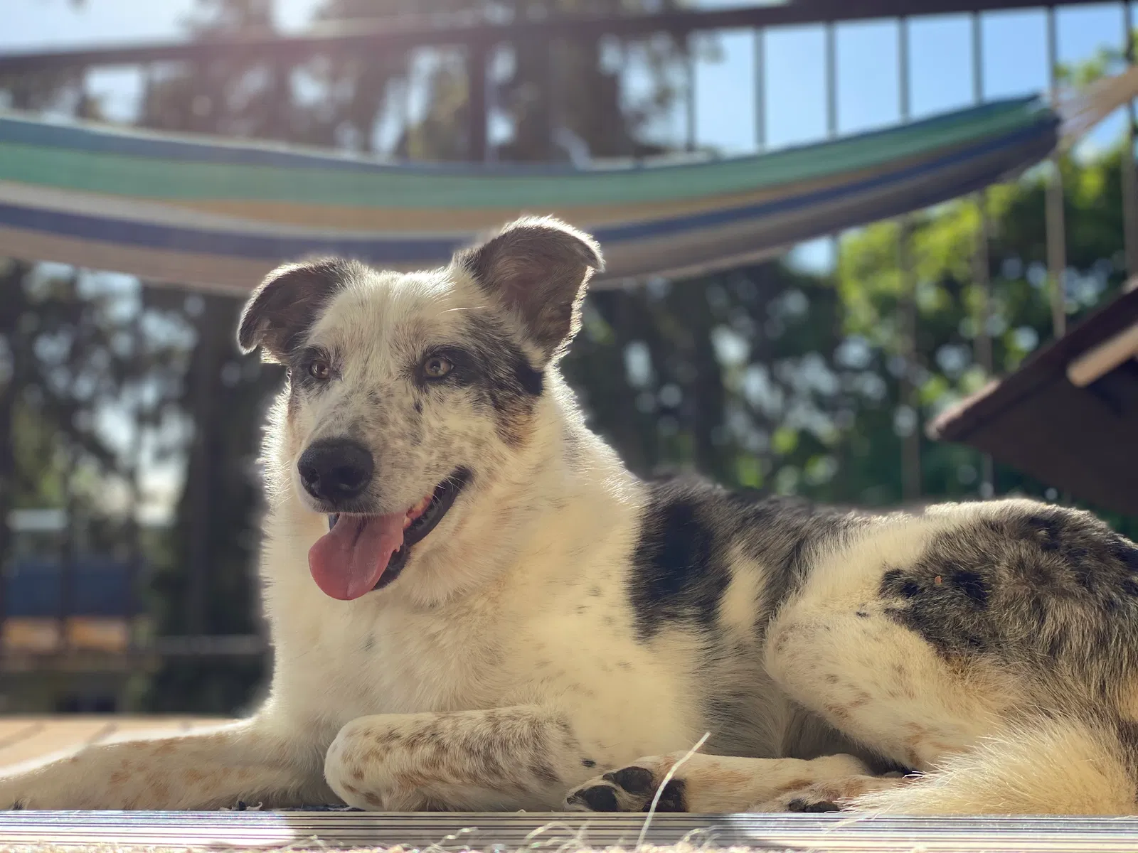 Lost dog in Corvallis, OR, 97333