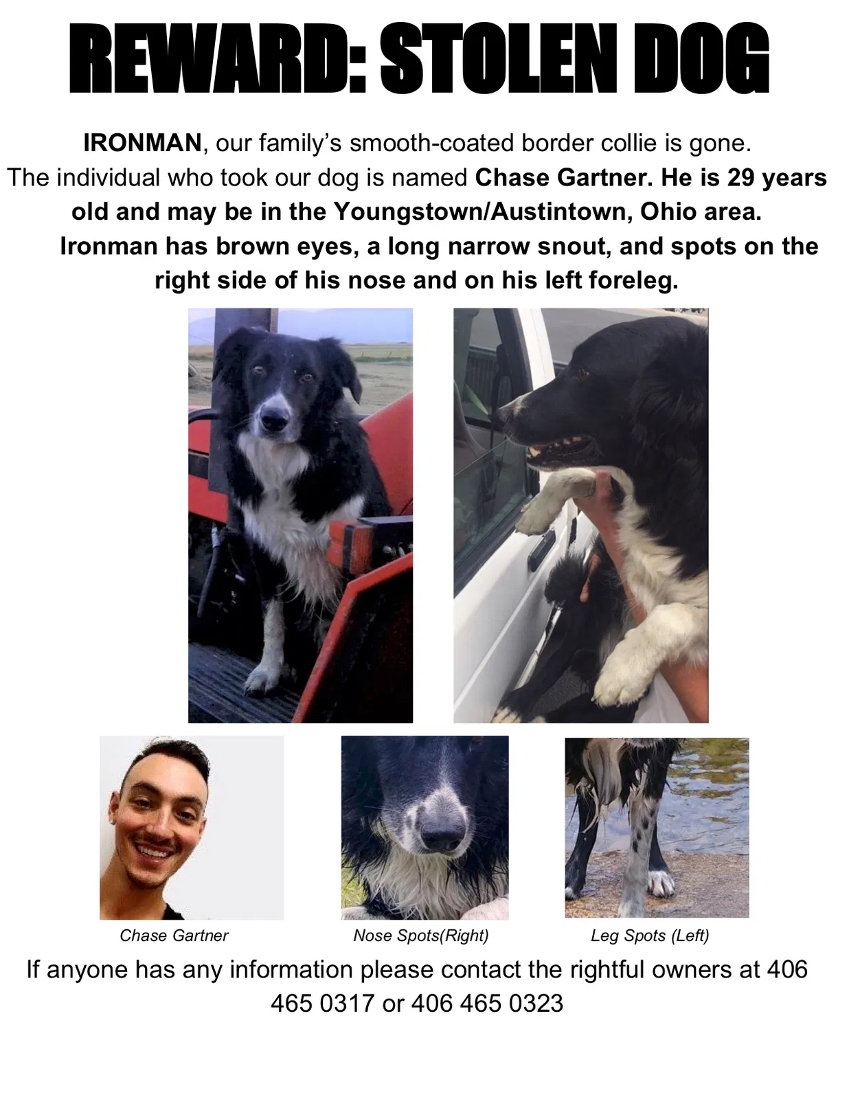 Lost dog in Mineral Ridge, OH, 44440