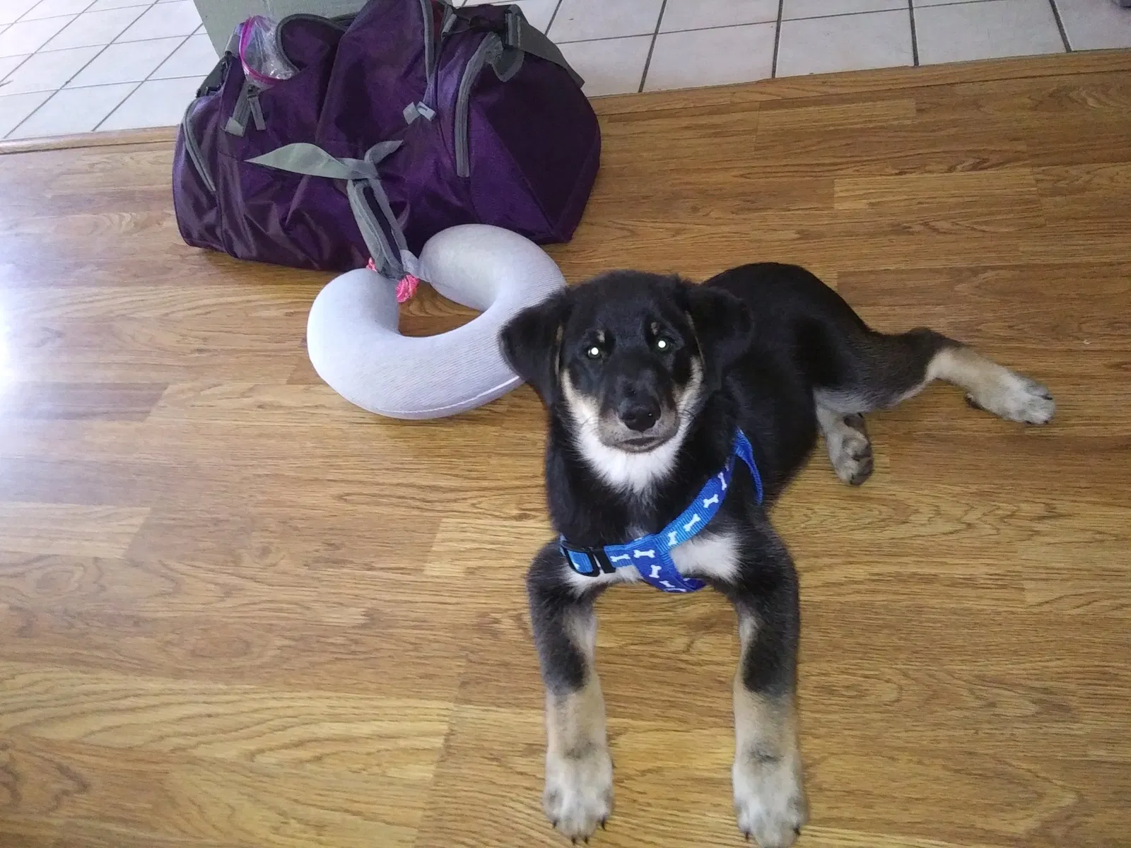 Lost dog in Lima, OH, 45805