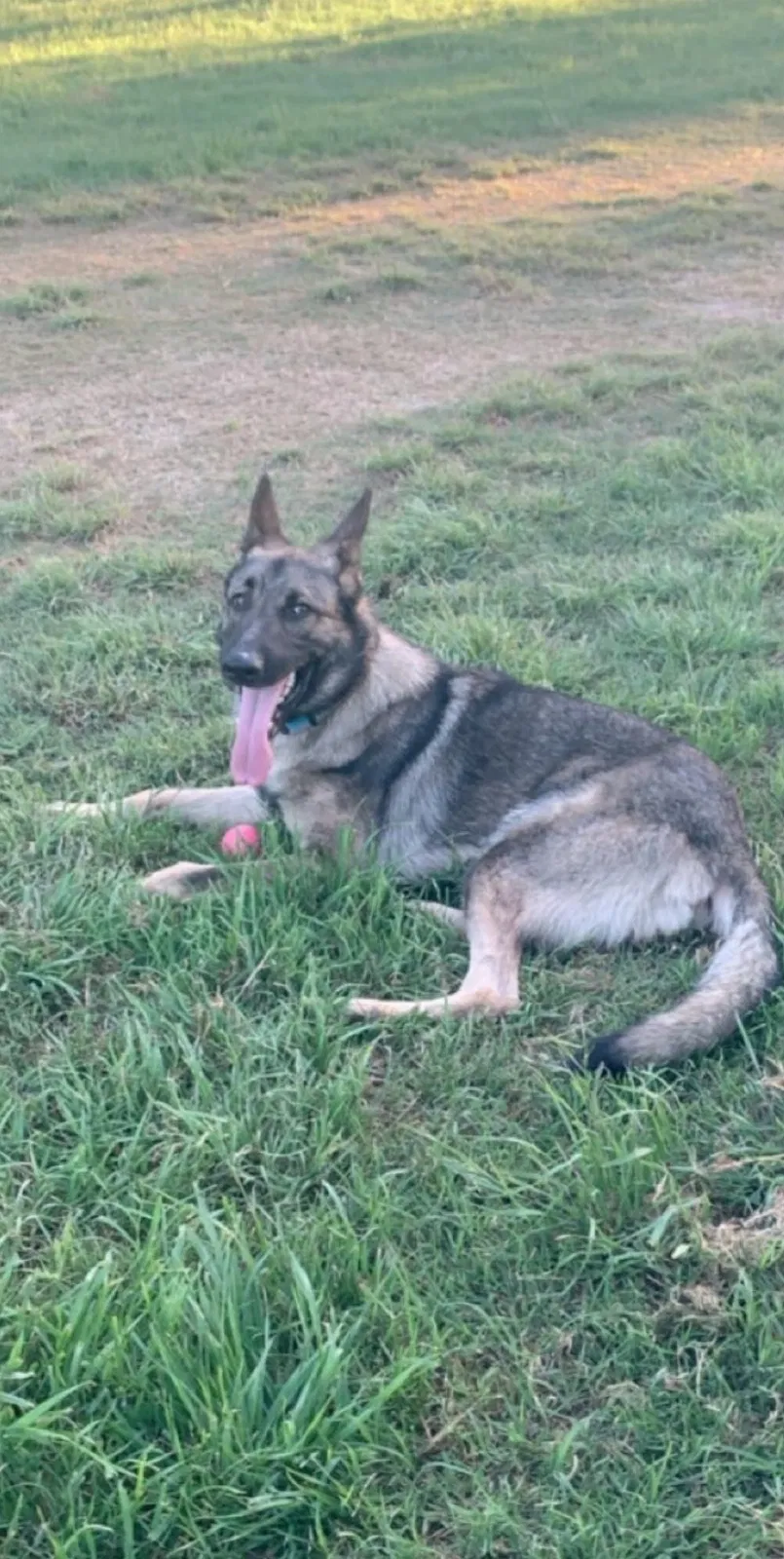 Lost dog in Woodway, TX, 76712