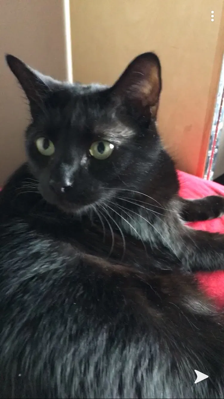 Lost cat in Jacksonville, FL, 32202
