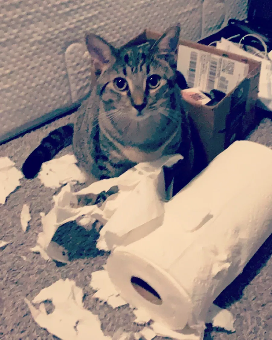 Lost cat in Lawrenceville, GA, 30043