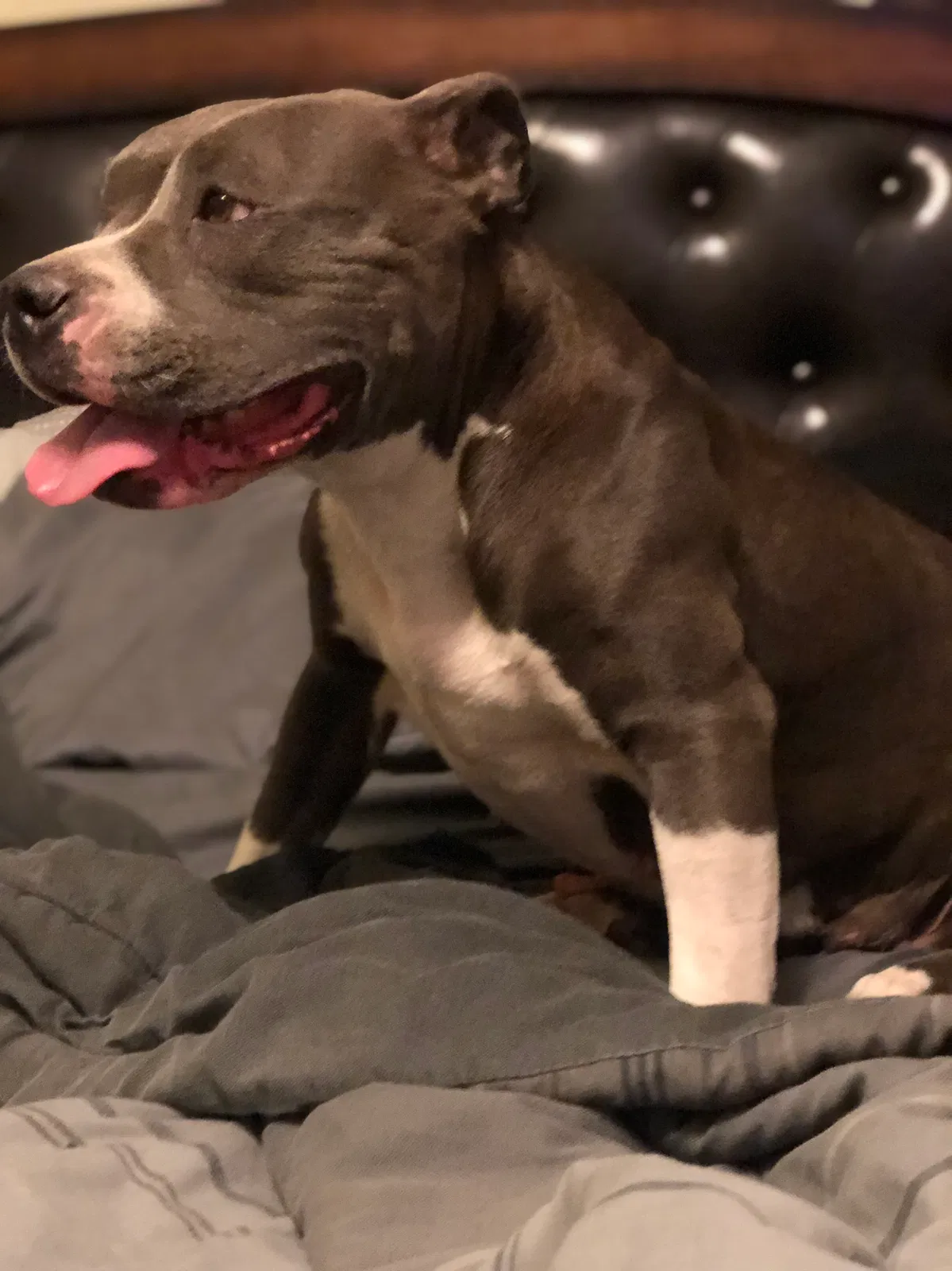 Lost dog in Reading, PA, 19601