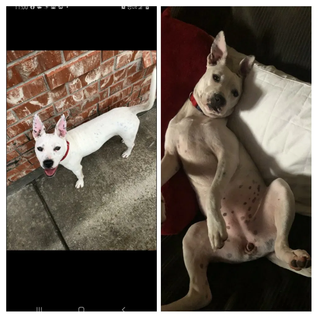 Lost dog in Yukon, OK, 73099