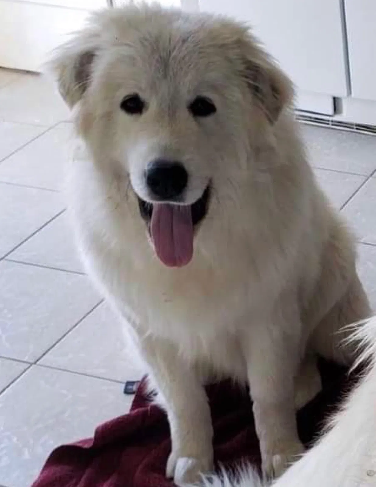 Lost dog in Albertville, AL, 35950