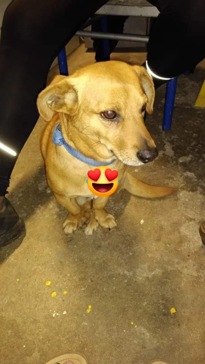 Lost dog in Bakersfield, CA, 93308