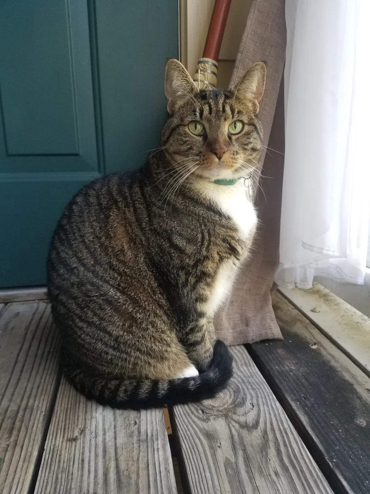 Lost cat in Chattanooga, TN, 37416