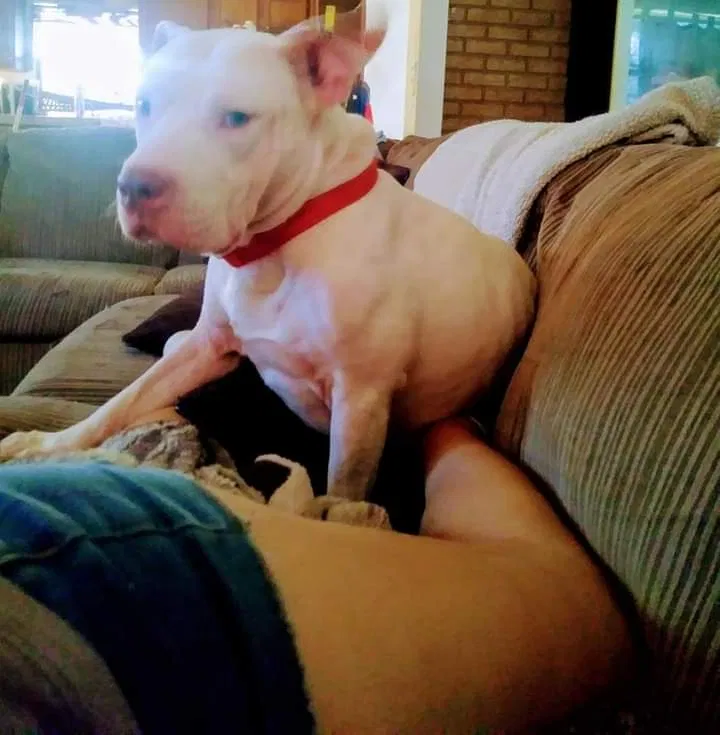 Lost dog in Winter Haven, FL, 33880