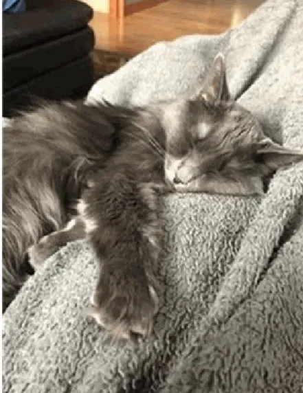 Lost cat in Prior Lake, MN, 55372