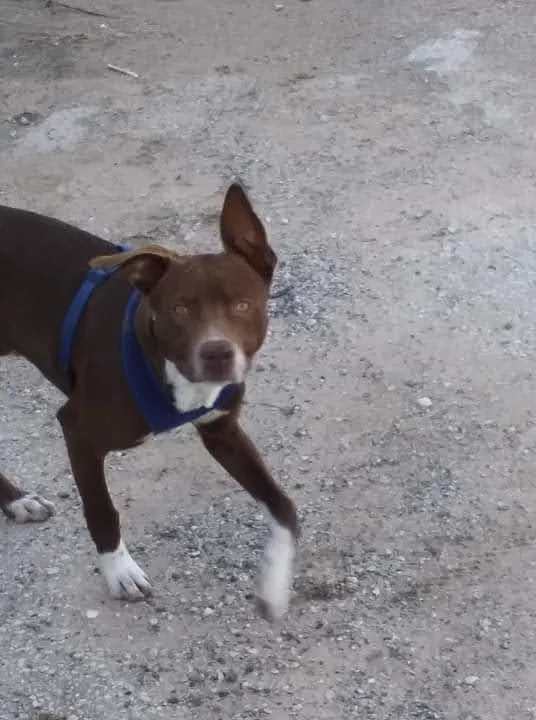 Lost dog in Austin, TX, 78754