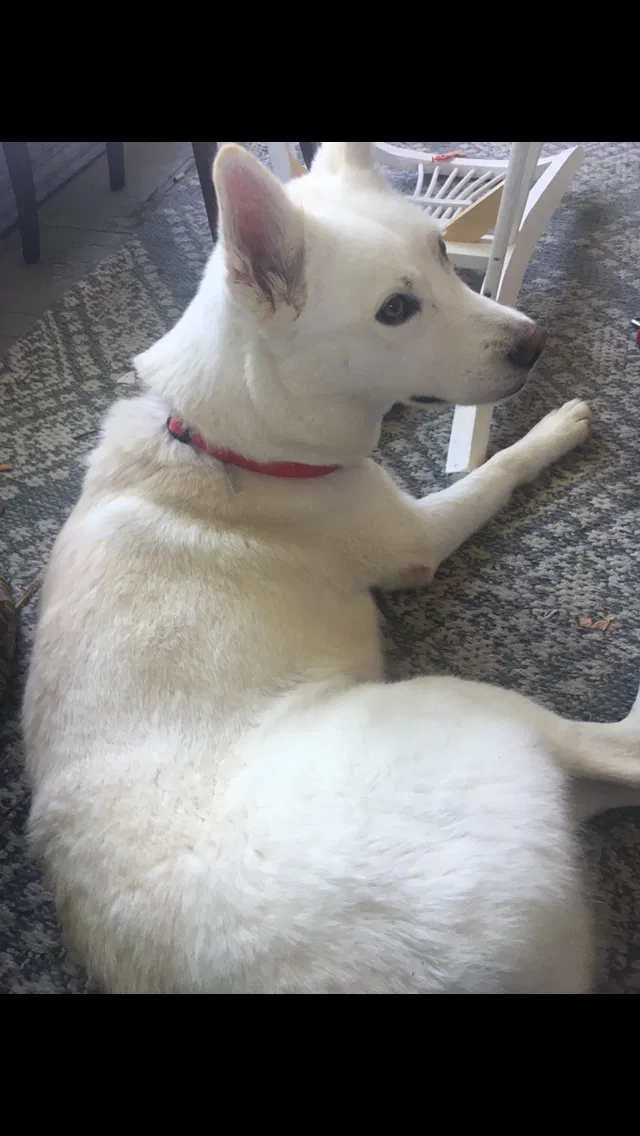 Lost dog in Tulsa, OK, 74127