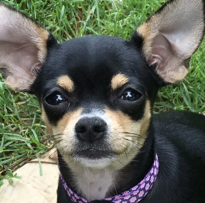 Lost dog in Bakersville, NC, 28705