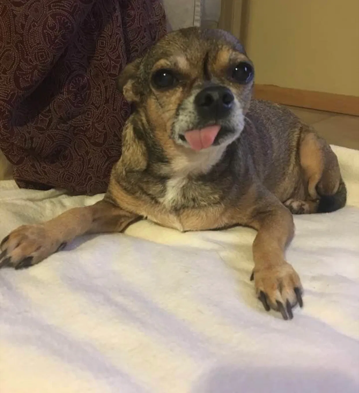 Lost dog in Jacksonville, FL, 32216