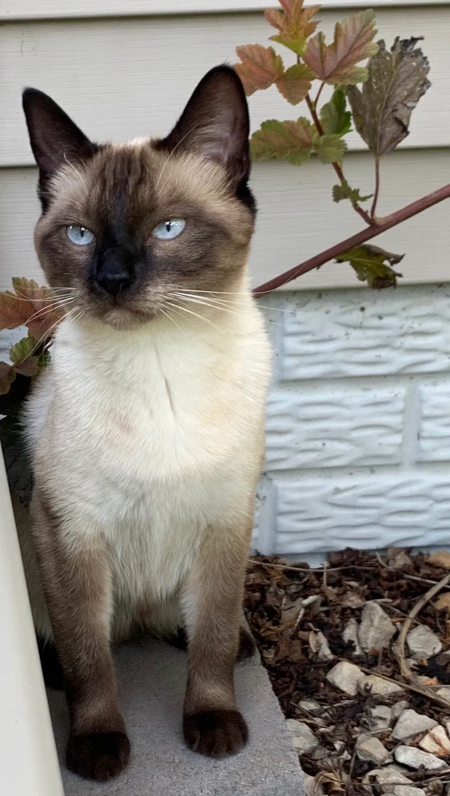 Lost cat in Osseo, MN, 55311