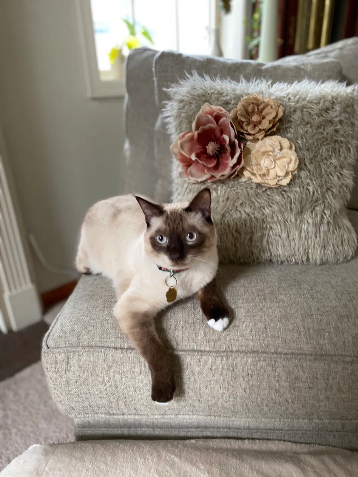 Lost cat in Rogers, MN, 55374