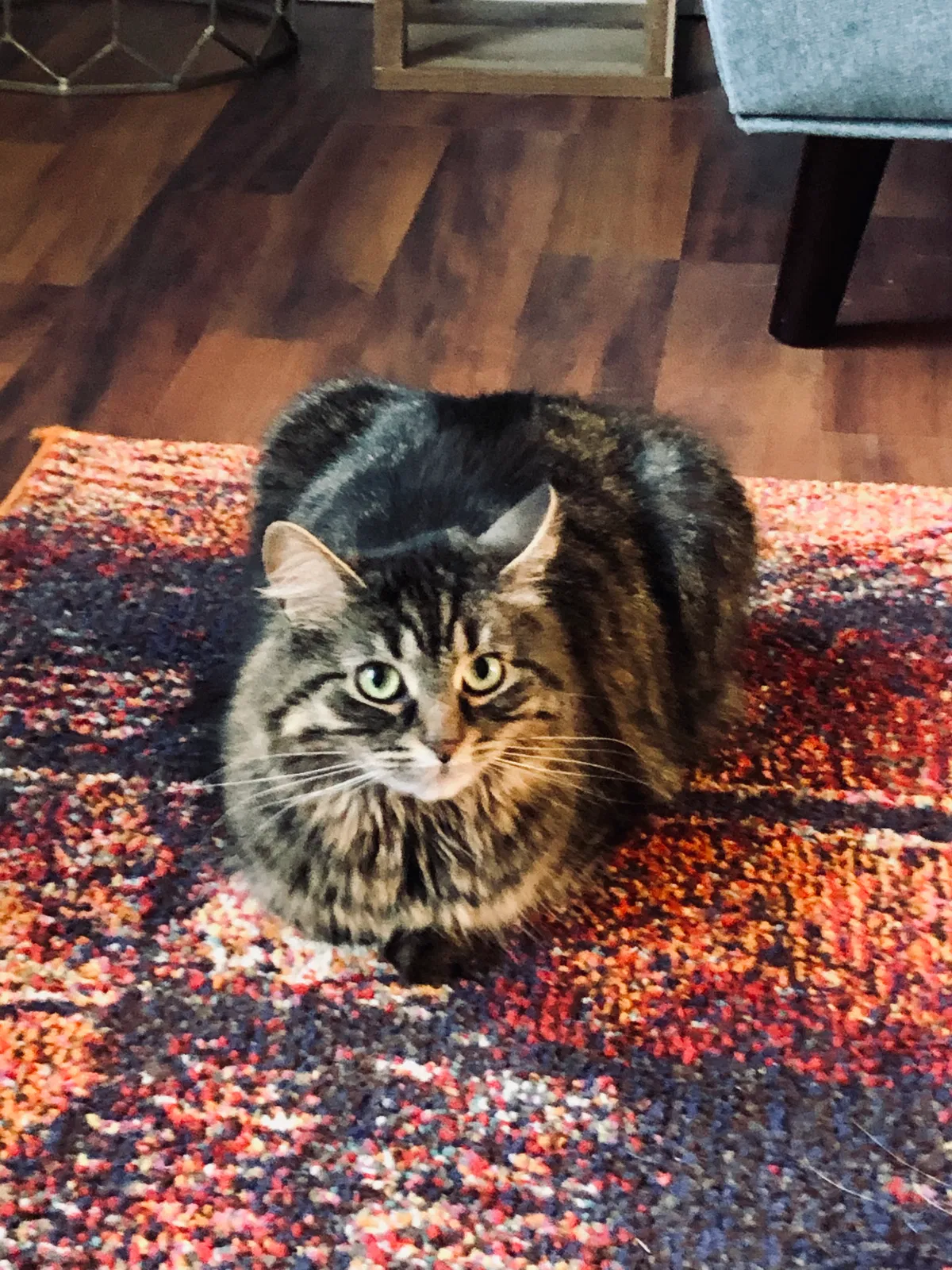 Lost cat in Pickerington, OH, 43147