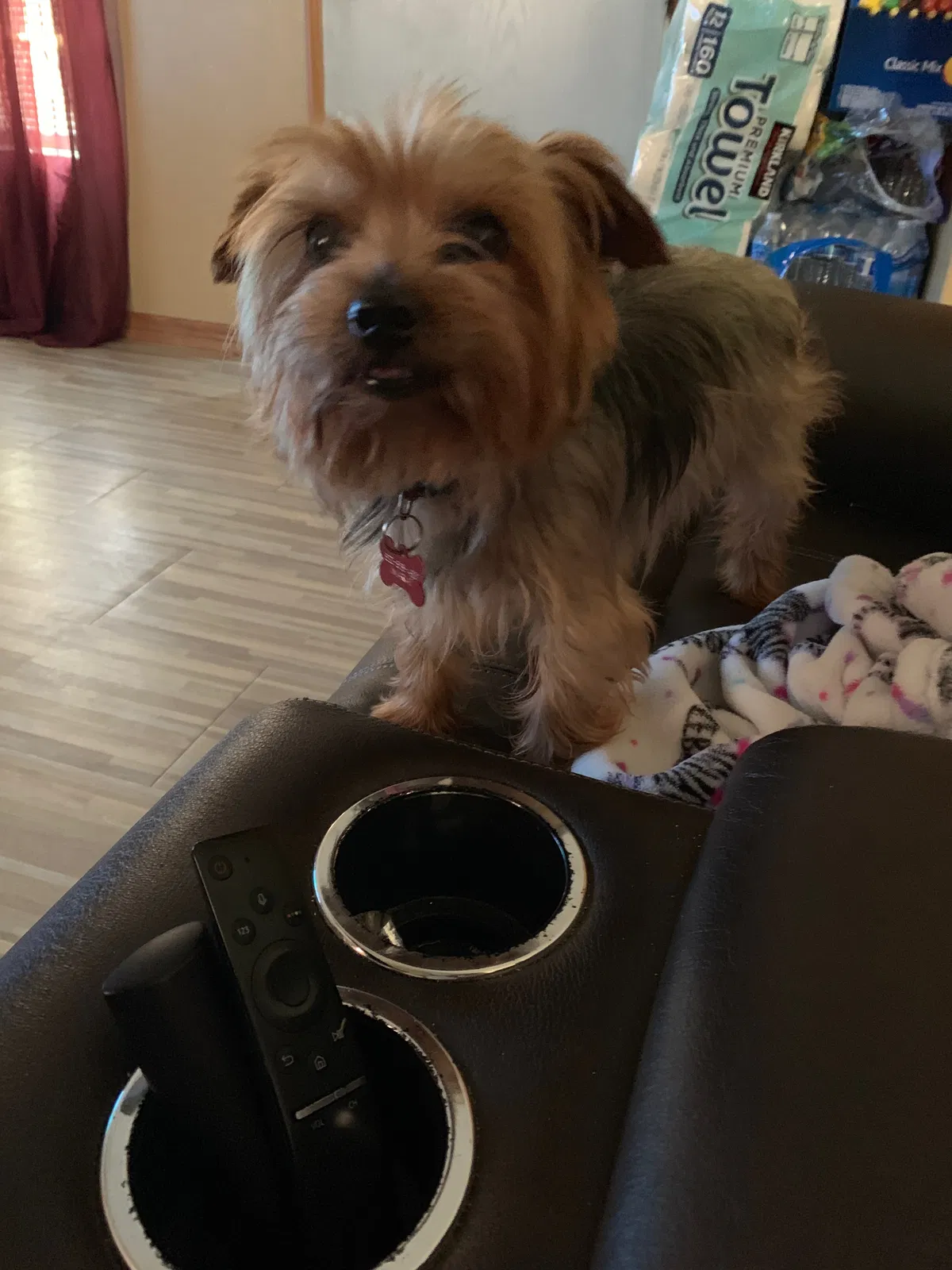 Lost dog in Houston, TX, 77041