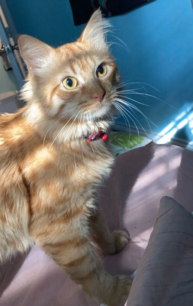 Lost cat in Cypress, TX, 77429