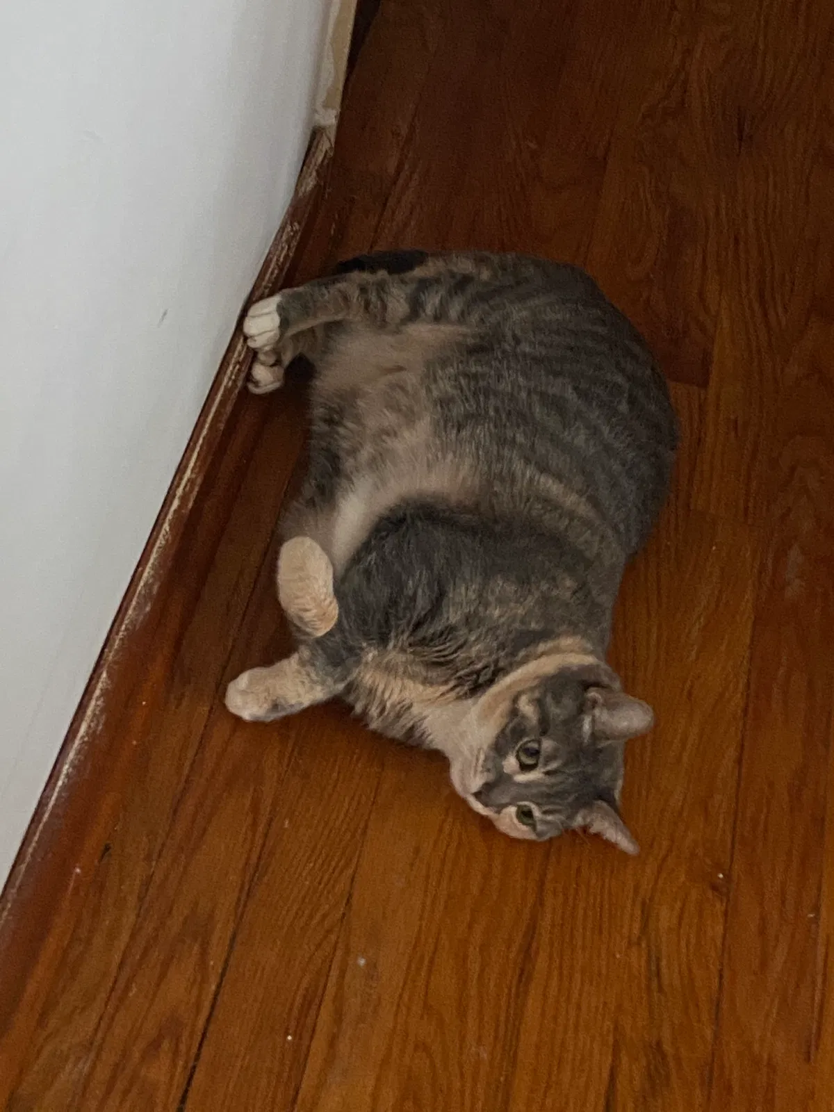 Lost cat in Paterson, NJ, 7514