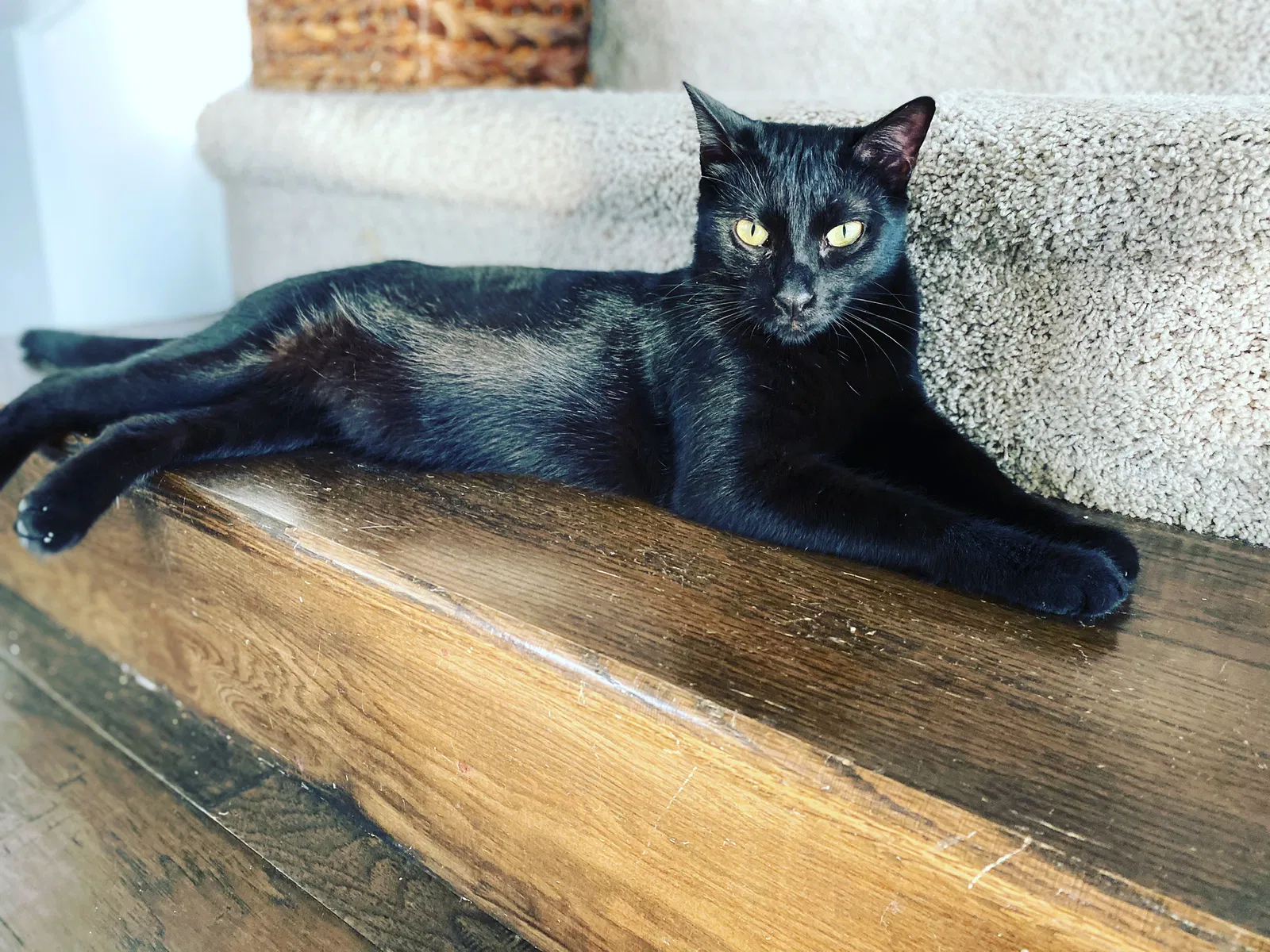 Lost cat in Fort Worth, TX, 76123