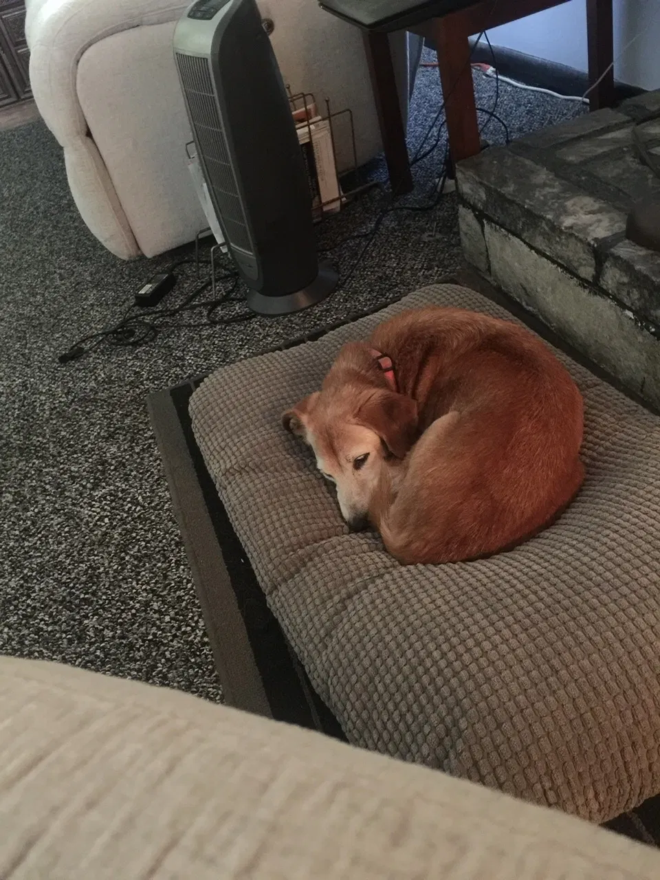Lost dog in Glen Allen, VA, 23060