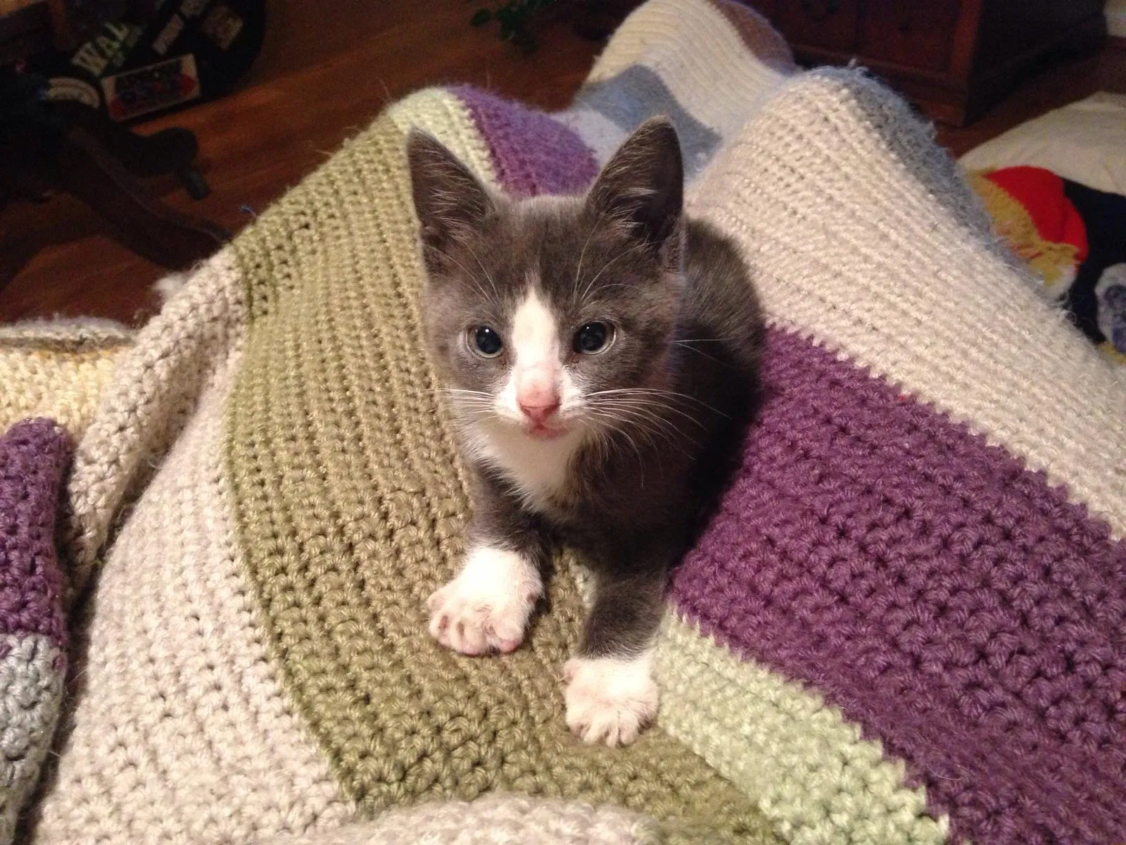 Lost cat in Norfolk, VA, 23508