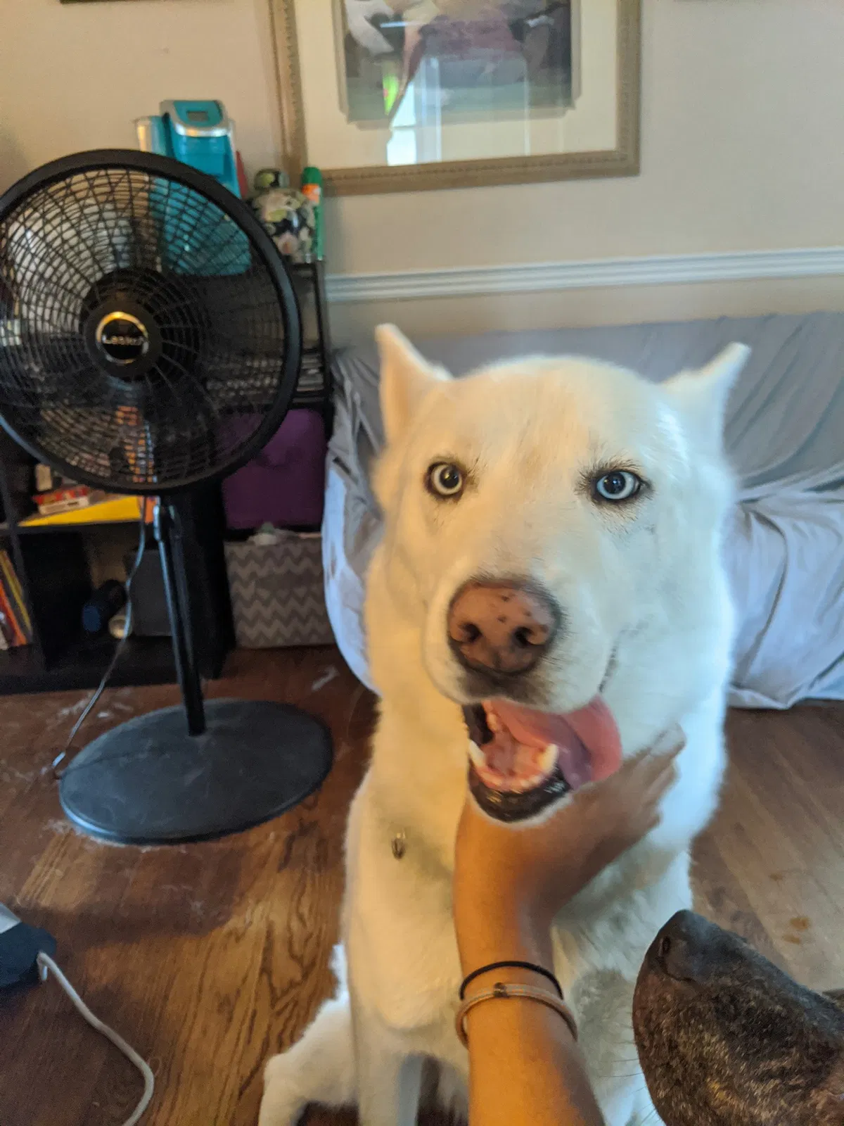 Lost dog in Memphis, TN, 38112