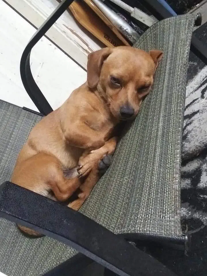 Lost dog in Boyd, TX, 76023