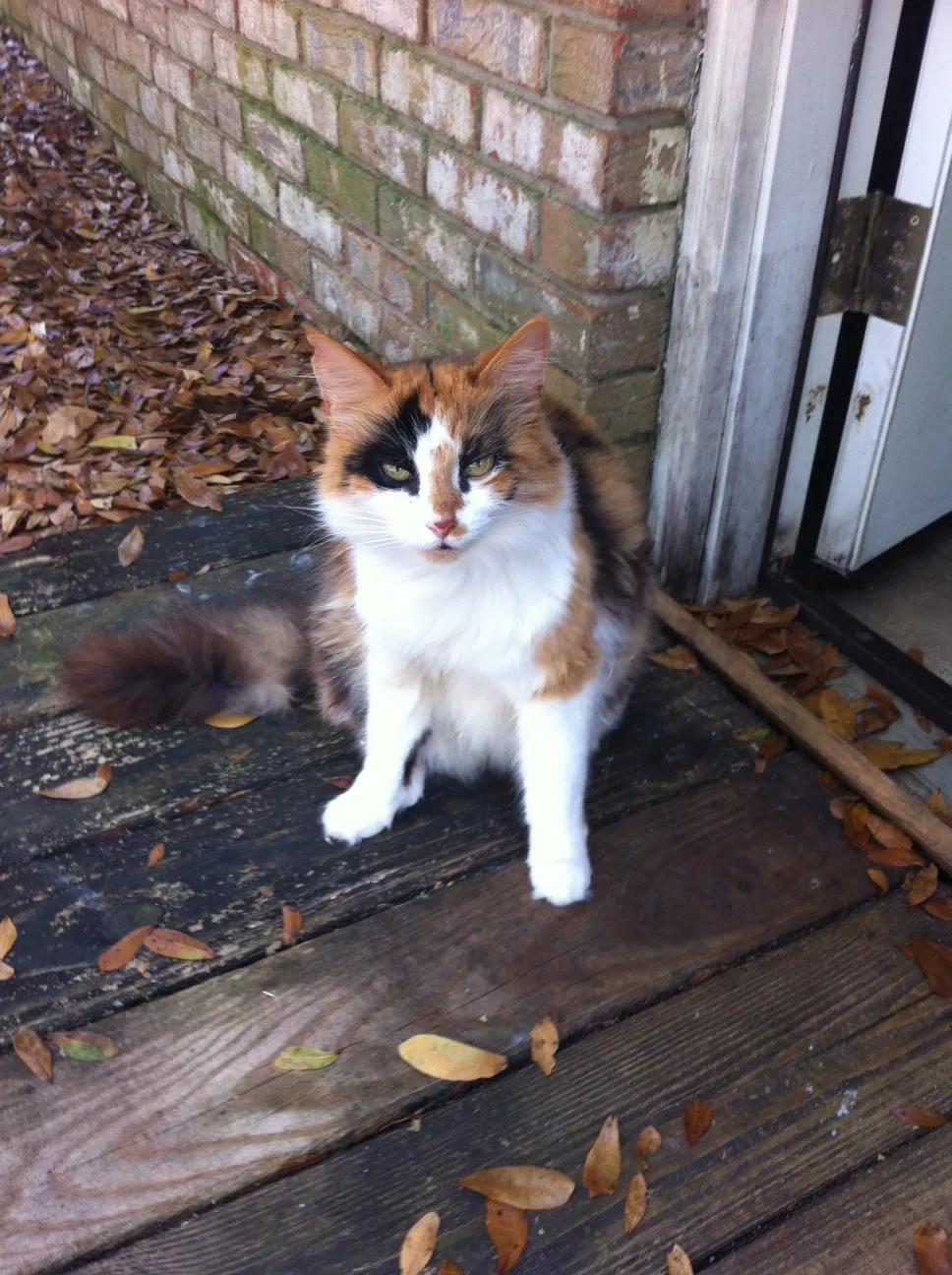 Lost cat in Pensacola, FL, 32505