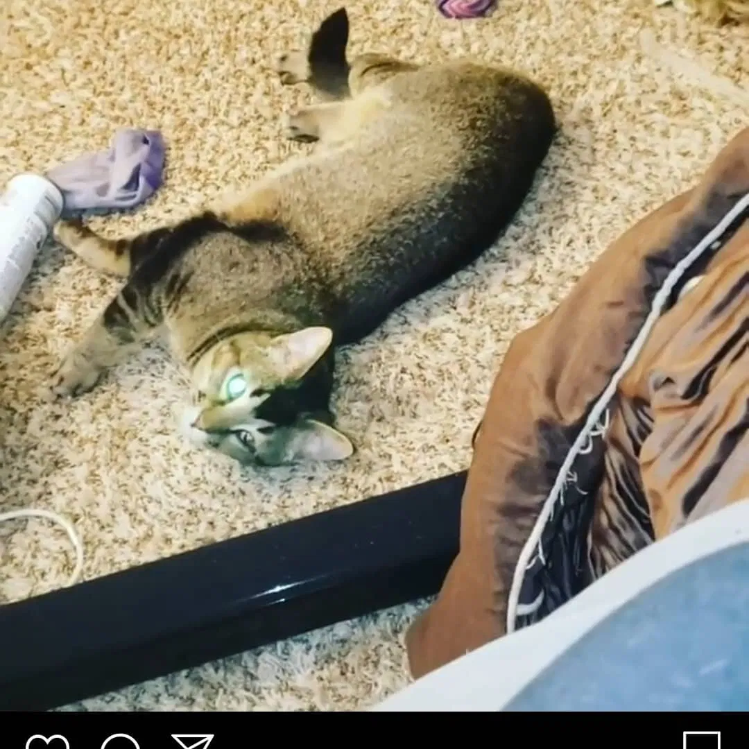 Lost cat in Wilsonville, OR, 97070