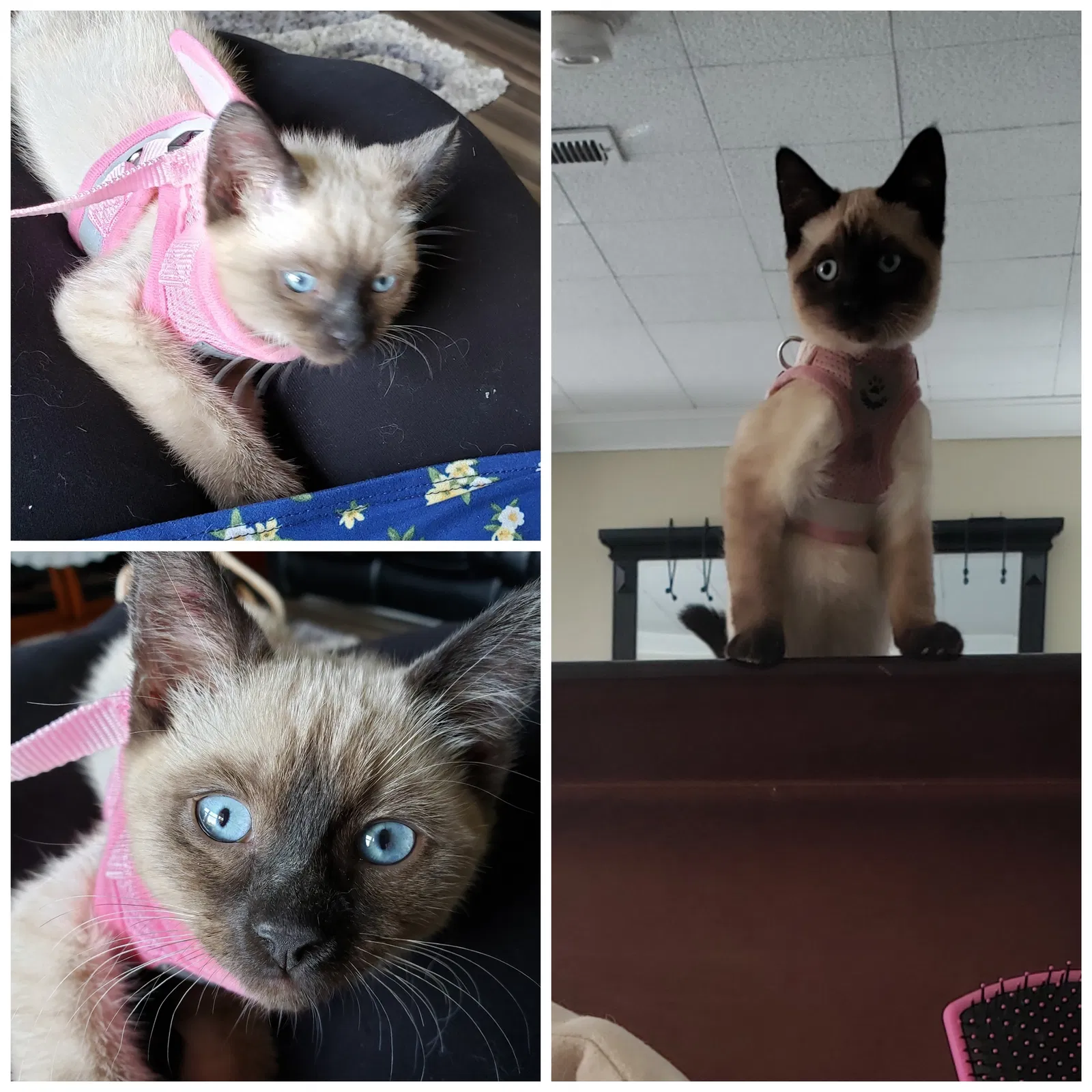 Lost cat in Salem, OR, 97317