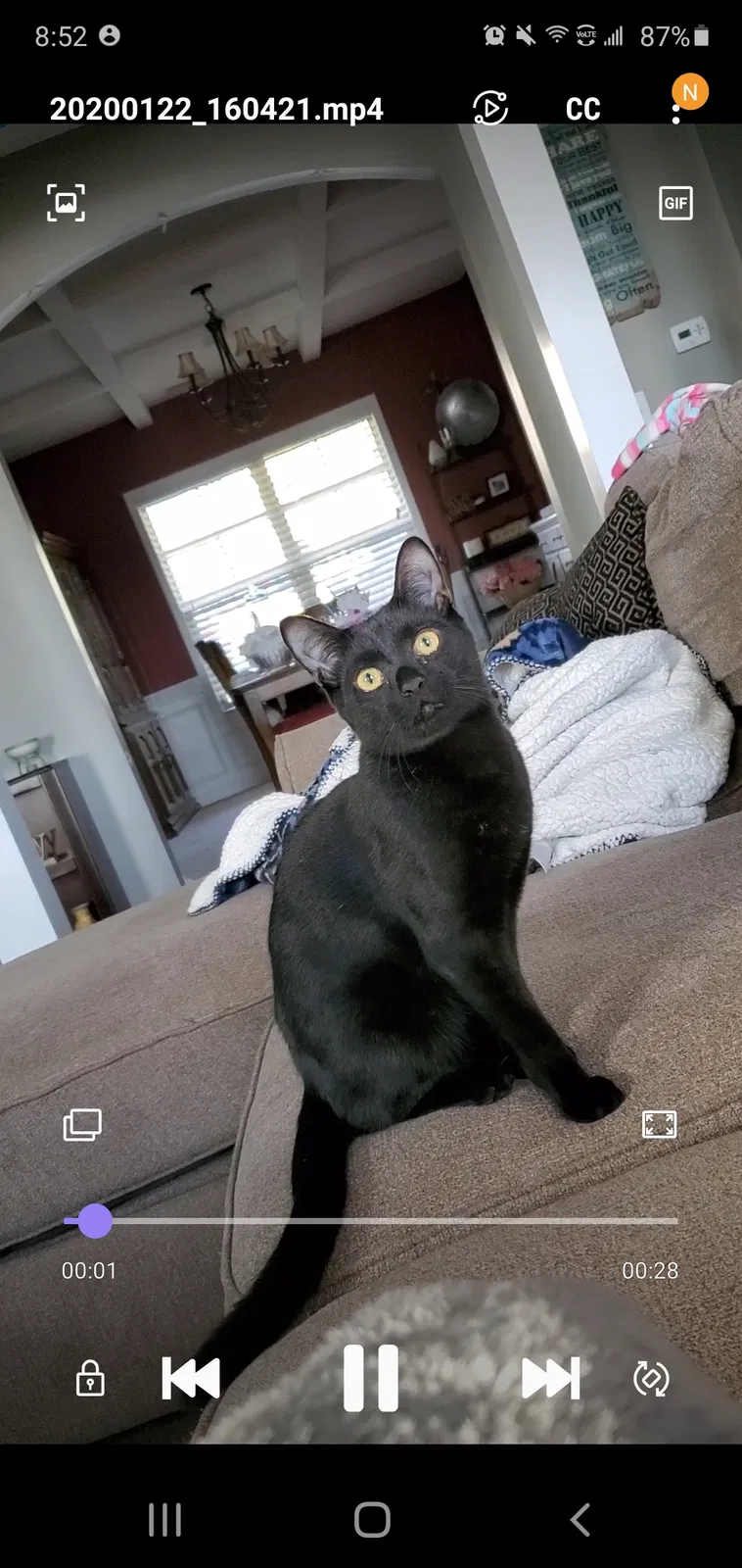 Lost cat in Lillington, NC, 27546