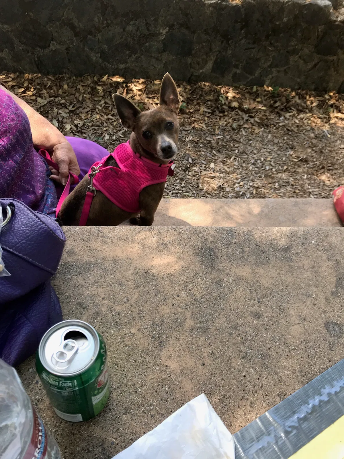 Lost dog in Unknown, CA, 94959