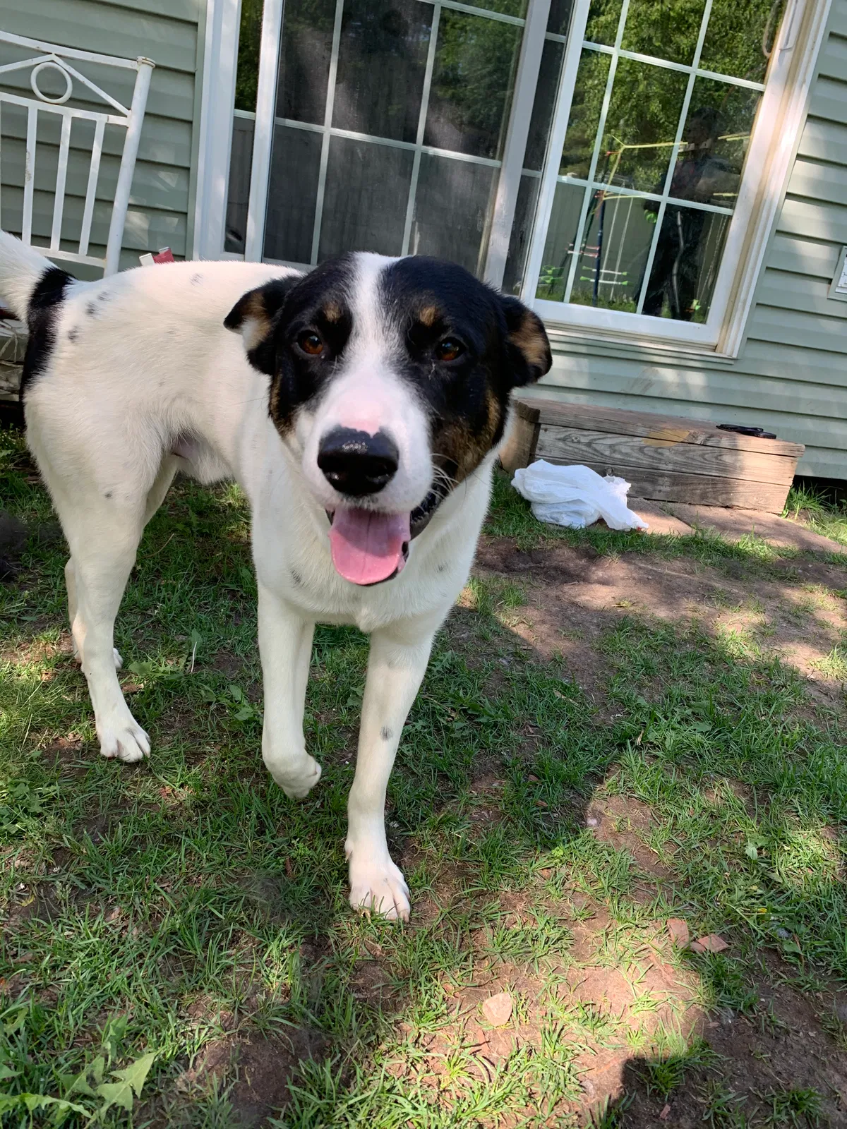 Lost dog in Savage, MN, 55378