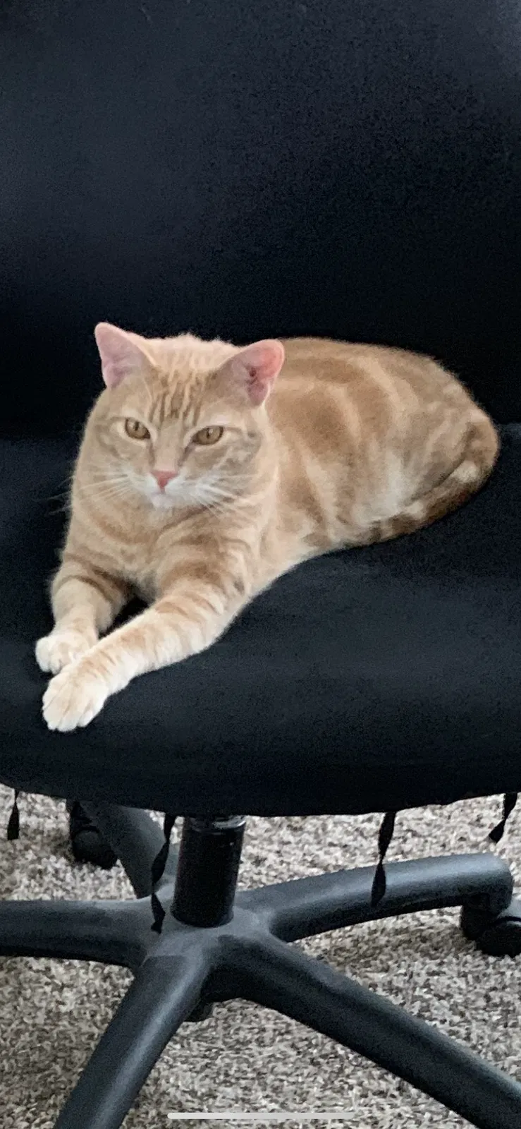 Lost cat in Austin, TX, 78738